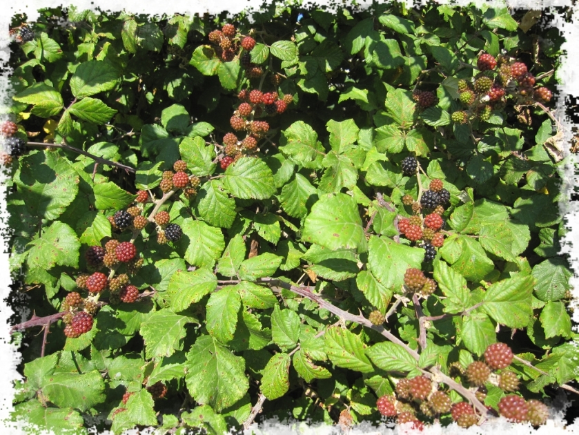 Rubus fruticosus - Ronce commune